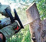 Best Firewood Processing and Delivery  in Fall City, WA