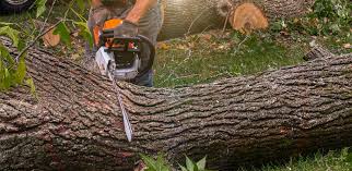 Best Tree Maintenance Programs  in Fall City, WA