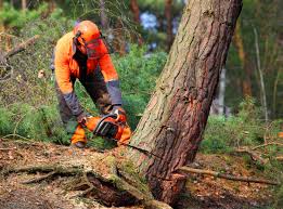 Best Tree Risk Assessment  in Fall City, WA