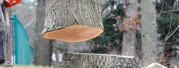 How Our Tree Care Process Works  in  Fall City, WA