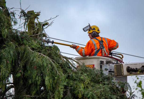 Best Commercial Tree Services  in Fall City, WA