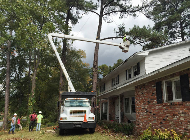 Best Emergency Tree Removal  in Fall City, WA