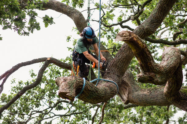 Reliable Fall City, WA Tree Care Solutions