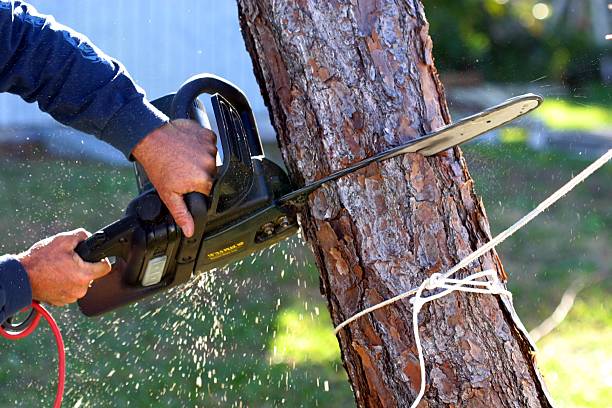 Best Tree Trimming and Pruning  in Fall City, WA