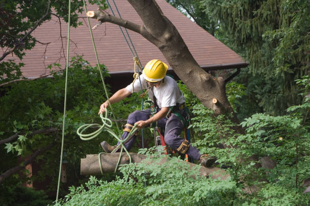 Leaf Removal in Fall City, WA
