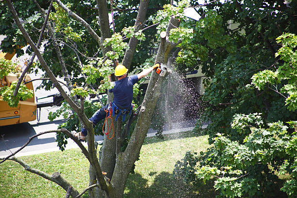 Best Tree Preservation Services  in Fall City, WA