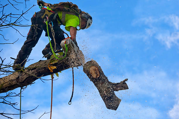 Best Stump Grinding and Removal  in Fall City, WA