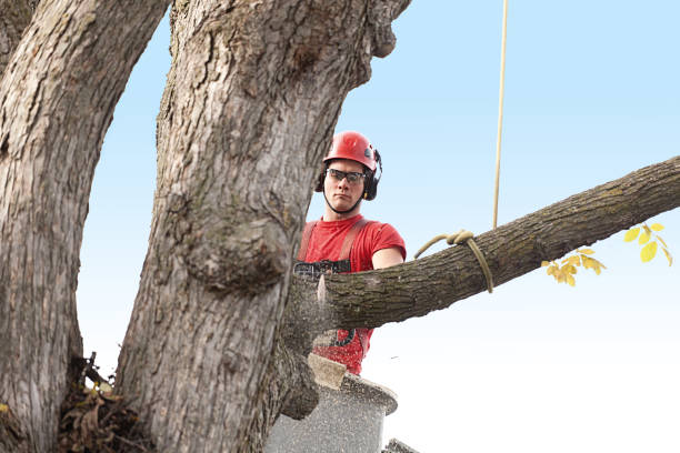 Best Lawn Renovation and Restoration  in Fall City, WA